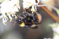 Bombus pratorum