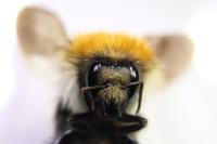 Bombus pascuorum
