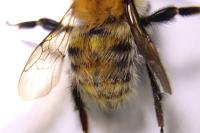 Bombus pascuorum