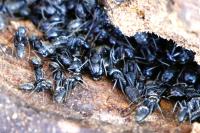 Camponotus vagus