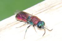 Hedychrum nobile