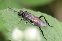 Macrophya militaris