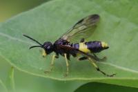 Tenthredo temula