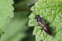 Macrophya alboannulata