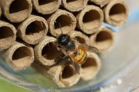 Osmia bicornis