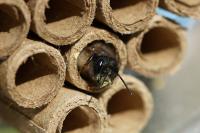 Osmia bicornis