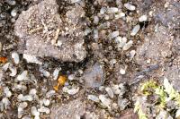 Lasius