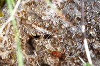 Tetramorium