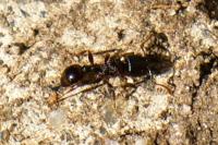 Tetramorium