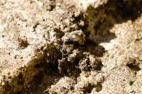 Tetramorium