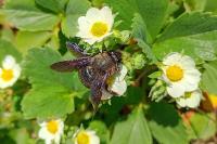 Xylocopa violacea