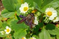 Xylocopa violacea