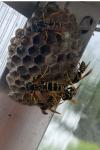 Polistes dominula