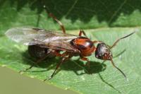 Formica rufibarbis