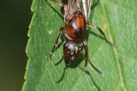 Formica rufibarbis