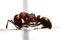 Polyergus rufescens