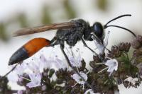 Sphex funerarius