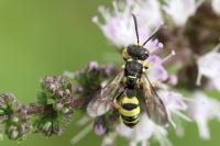 Cerceris sabulosa