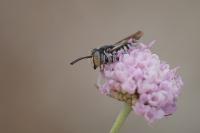 Coelioxys