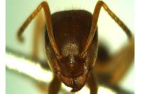 Lasius brunneus