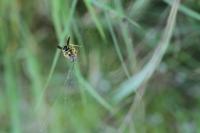 Vespula germanica