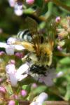 Colletes succinctus