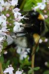 Bombus terrestris