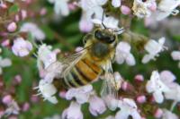 Apis mellifera