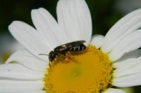 Chelostoma florisomne