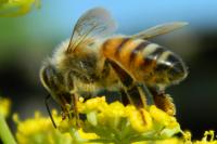 Apis mellifera