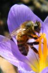 Apis mellifera