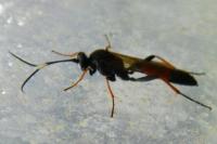 Protichneumon pisorius