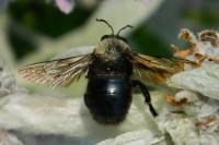 Xylocopa violacea