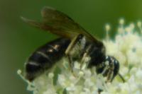 Chelostoma florisomne