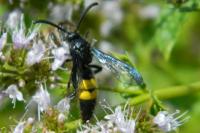 Scolia hirta