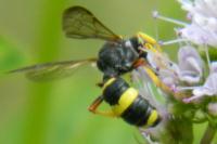 Cerceris rybyensis