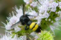 Scolia hirta