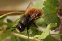Osmia cornuta