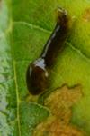 Caliroa cerasi