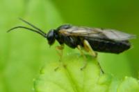 Euura vesicator