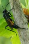 Ctenichneumon panzeri