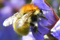 Bombus pascuorum