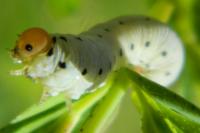 Tenthredo zona