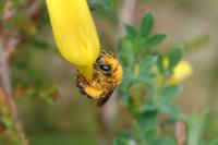 Halictus rubicundus