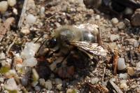 Anthophora plumipes