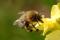 Anthophora plumipes