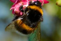 Bombus
