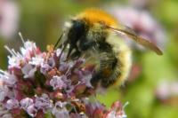 Bombus pascuorum