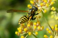 Polistes dominula