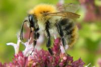 Bombus pascuorum